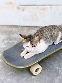 Portrait of cat lying on floor