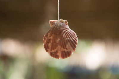 Close-up of dry leaf hanging on plant