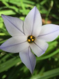 Close-up of purple flower