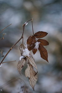 Close-up of dry leaves on frozen plant