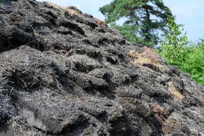 Close-up of lizard on rock