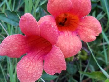 Close-up of pink flowers