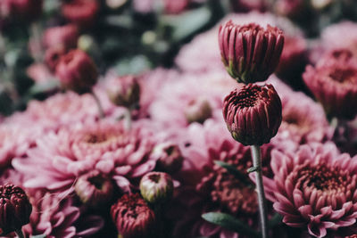 Close-up of pink flowering plants