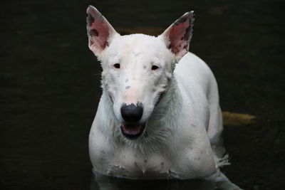 Portrait of white dog