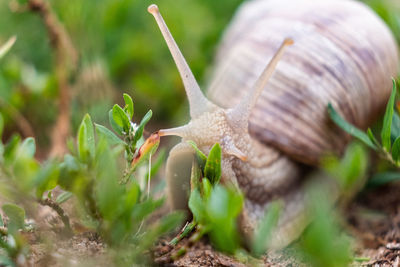 Close-up of snail