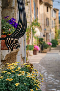 Close-up of potted plant