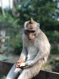 Monkey sitting on fence