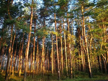 Bamboo trees in forest