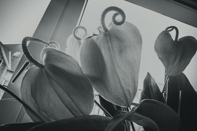 Low angle view of flowering plants