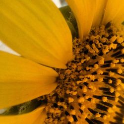 Close-up of sunflower