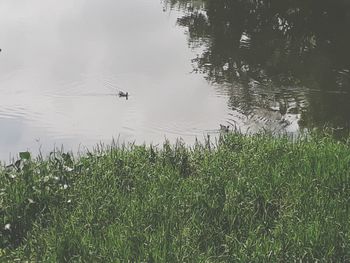 View of duck swimming in lake