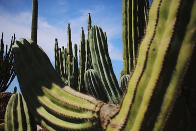 Close-up of cactus plant against sky