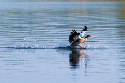 View of birds in the lake