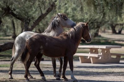 Horses standing in ranch