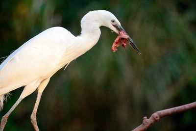 Close-up of bird against blurred background