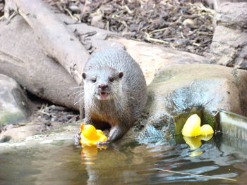 Otter with rubber duck