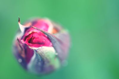 Close-up of pink rose flower