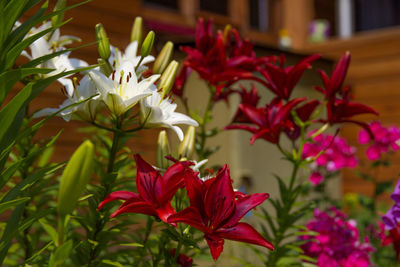 Close-up of red flowers