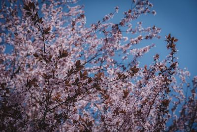 Low angle view of cherry blossoms against sky