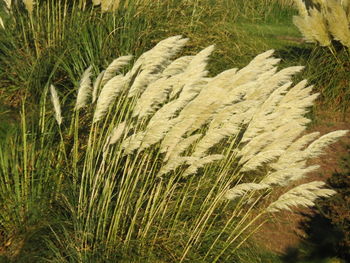 High angle view of crops on field