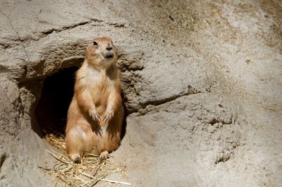 High angle view of rabbit on rock