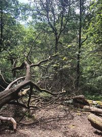 Fallen tree in forest