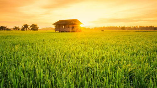 Scenic view of agricultural field against sky during sunset