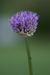 Close-up of purple flower blooming outdoors