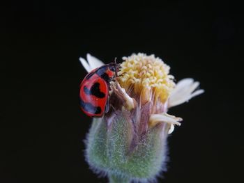 Close-up of ladybug on flower