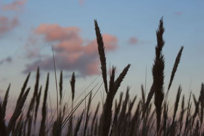 Close-up of stalks in field against sunset sky