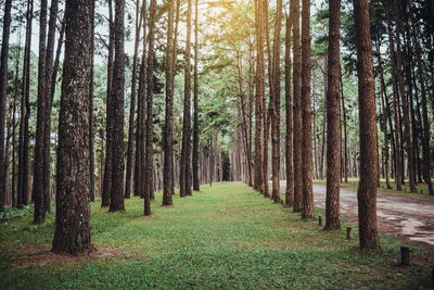 Trees growing in forest