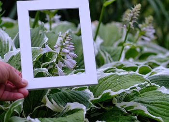 Cropped hand holding blank picture frame against flowering plants