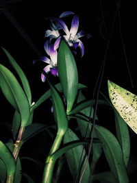 Close-up of purple flowering plant