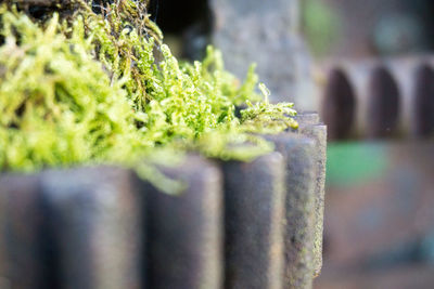 Close-up of moss growing on rusty metal