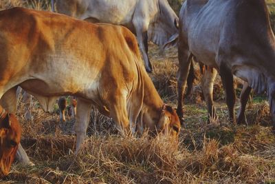 Horses grazing in a field