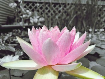 Close-up of pink flower blooming