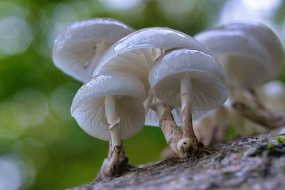 Close-up of white mushroom