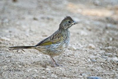 Close-up of bird perching on a land