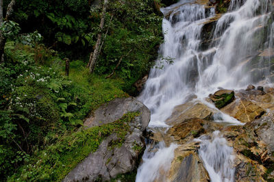 Scenic view of waterfall in forest