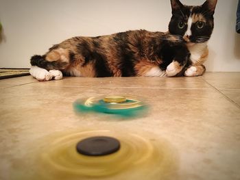 Portrait of cat on table