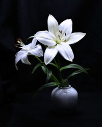 Close-up of white flower in vase against black background
