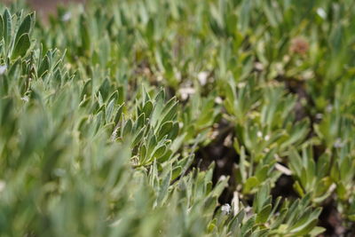 Close-up of plants growing on field