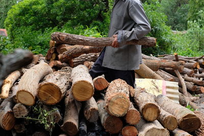 Stack of logs in forest