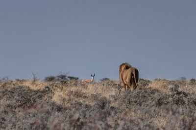 Horses in a field