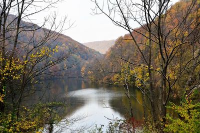 River amidst bare trees in forest against sky