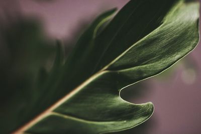 Close-up of fresh green leaf
