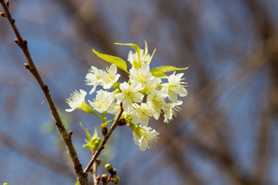 Close-up of yellow flowering plant