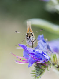 Close-up of insect on flower