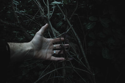 Midsection of man holding plant in forest