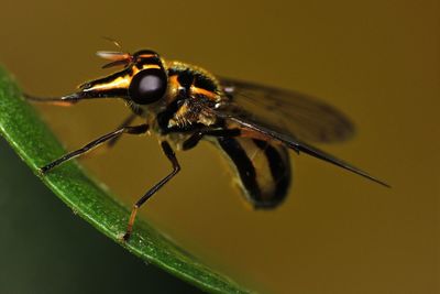 Close-up of fly on leaf